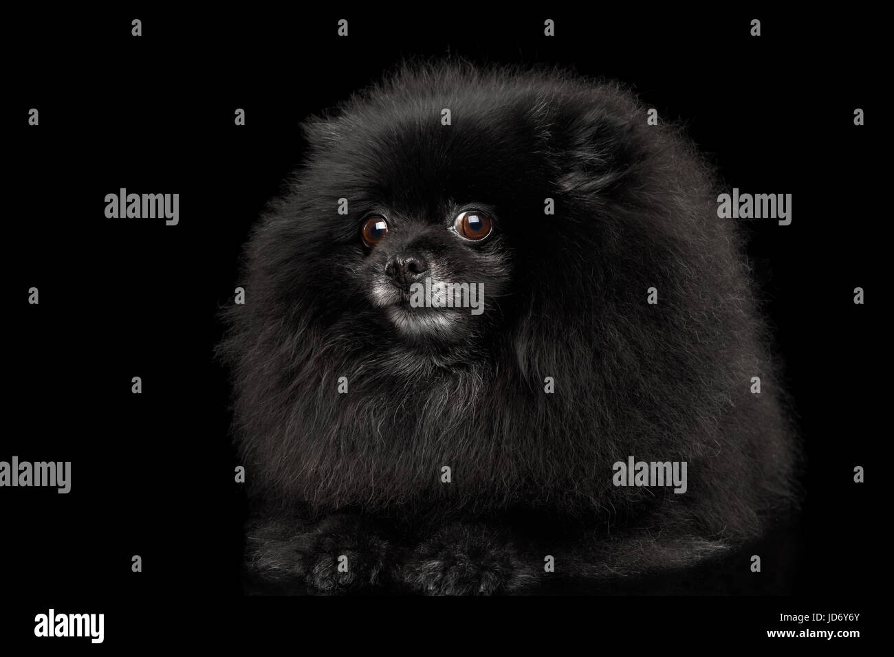 Spitz Pomeranian Dog sur noir Banque D'Images