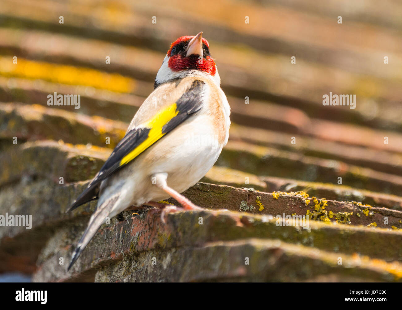 Des profils Chardonneret oiseau perché sur un toit en été dans le West Sussex, Angleterre, Royaume-Uni. Banque D'Images
