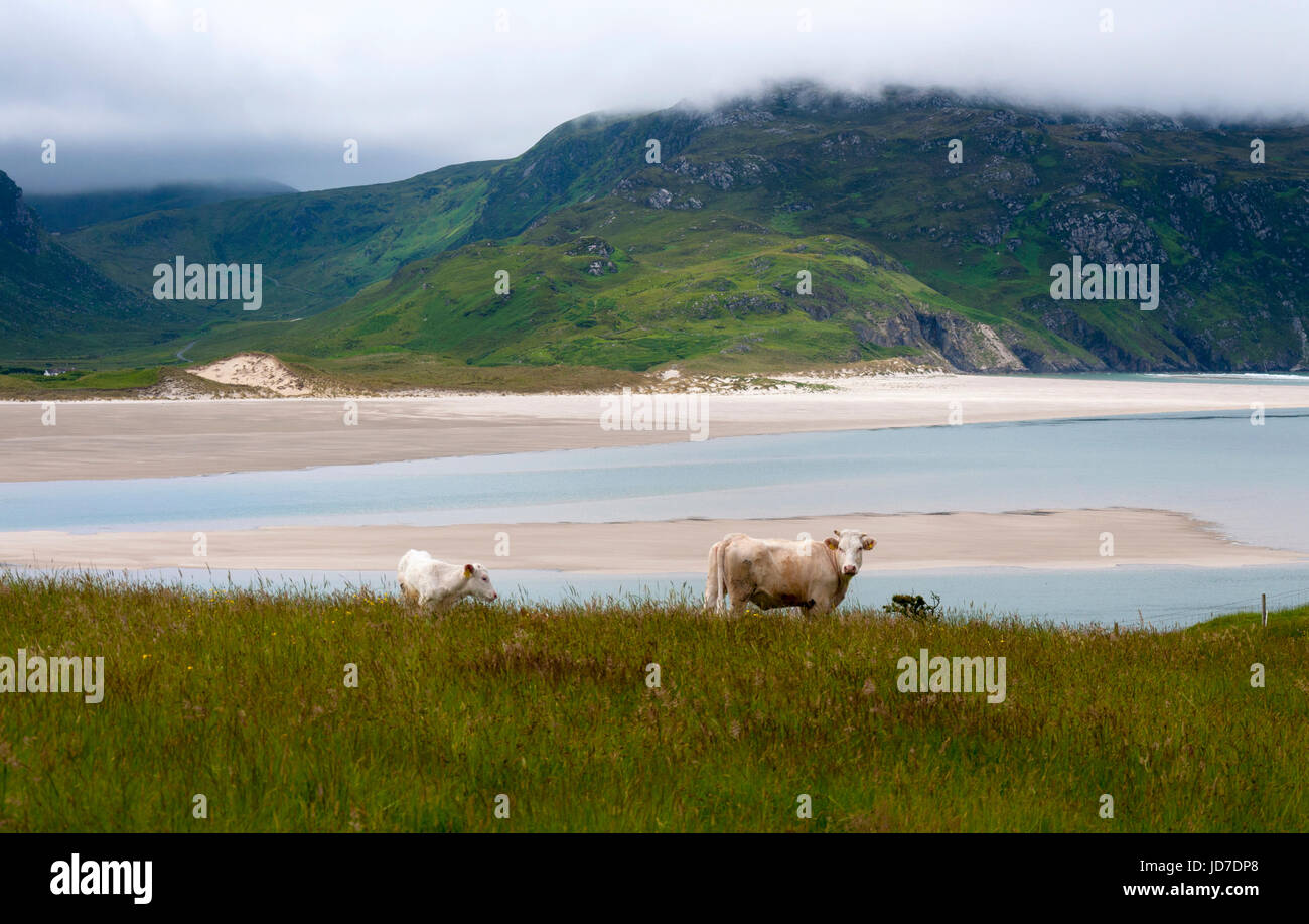 Ardara, comté de Donegal, Irlande. 19 juin 2017. Paître le bétail par le village côtier comme un ensemble complet et vaste rapport sur la façon dont les entreprises irlandaises ont besoin de s'adapter après le Royaume-Uni quitte l'UE a été publié par le groupe des employeurs, l'IBEC. Le rapport, intitulé "Brexit : défis avec des solutions - publié aujourd'hui indique que l'agriculture et de l'agriculture demeure l'un des plus exposés de Brexit industries. Crédit : Richard Wayman/Alamy Live News Banque D'Images