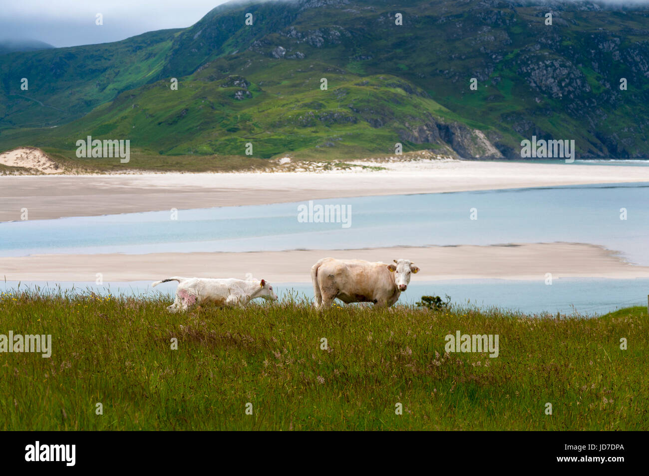Ardara, comté de Donegal, Irlande. 19 juin 2017. Paître le bétail par le village côtier comme un ensemble complet et vaste rapport sur la façon dont les entreprises irlandaises ont besoin de s'adapter après le Royaume-Uni quitte l'UE a été publié par le groupe des employeurs, l'IBEC. Le rapport, intitulé "Brexit : défis avec des solutions - publié aujourd'hui indique que l'agriculture et de l'agriculture demeure l'un des plus exposés de Brexit industries. Crédit : Richard Wayman/Alamy Live News Banque D'Images