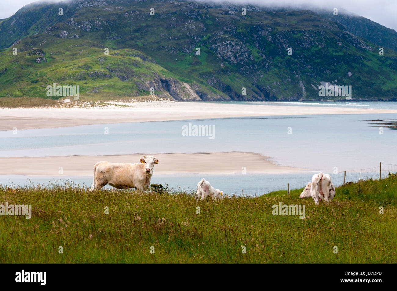 Ardara, comté de Donegal, Irlande. 19 juin 2017. Paître le bétail par le village côtier comme un ensemble complet et vaste rapport sur la façon dont les entreprises irlandaises ont besoin de s'adapter après le Royaume-Uni quitte l'UE a été publié par le groupe des employeurs, l'IBEC. Le rapport, intitulé "Brexit : défis avec des solutions - publié aujourd'hui indique que l'agriculture et de l'agriculture demeure l'un des plus exposés de Brexit industries. Crédit : Richard Wayman/Alamy Live News Banque D'Images
