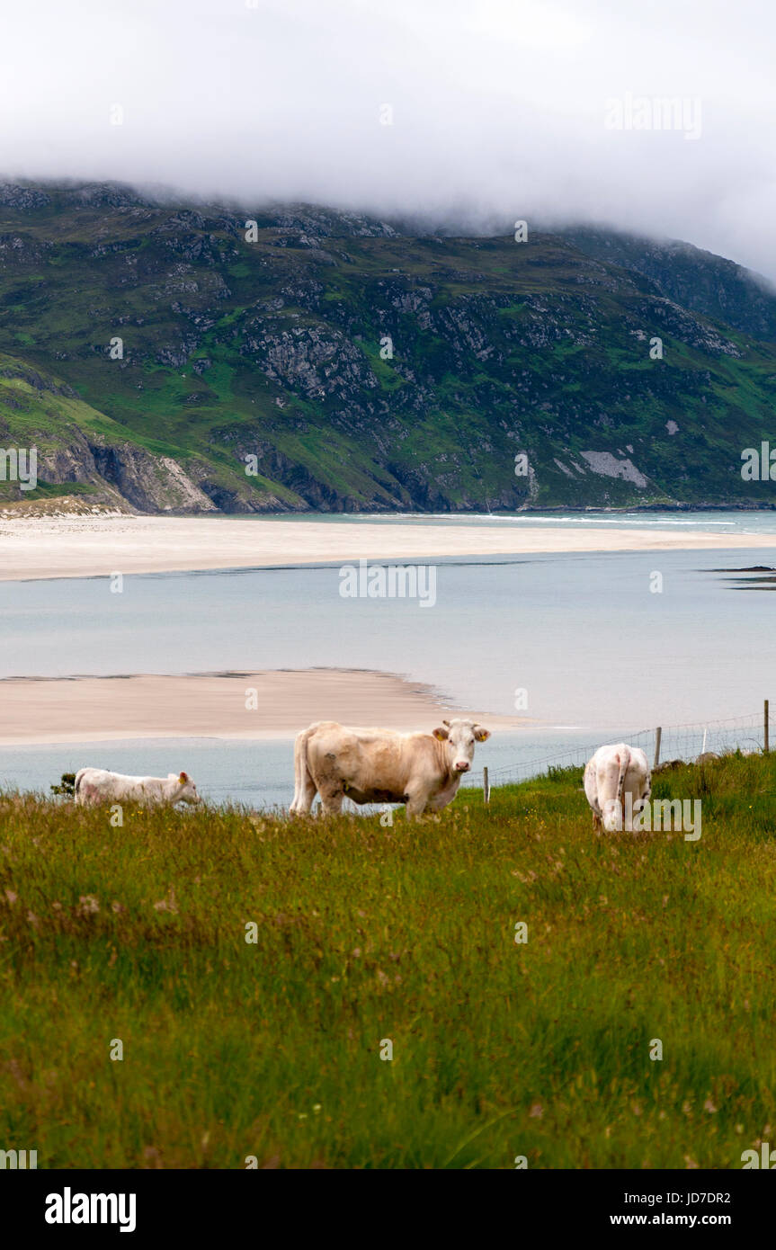 Ardara, comté de Donegal, Irlande. 19 juin 2017. Paître le bétail par le village côtier comme un ensemble complet et vaste rapport sur la façon dont les entreprises irlandaises ont besoin de s'adapter après le Royaume-Uni quitte l'UE a été publié par le groupe des employeurs, l'IBEC. Le rapport, intitulé "Brexit : défis avec des solutions - publié aujourd'hui indique que l'agriculture et de l'agriculture demeure l'un des plus exposés de Brexit industries. Crédit : Richard Wayman/Alamy Live News Banque D'Images