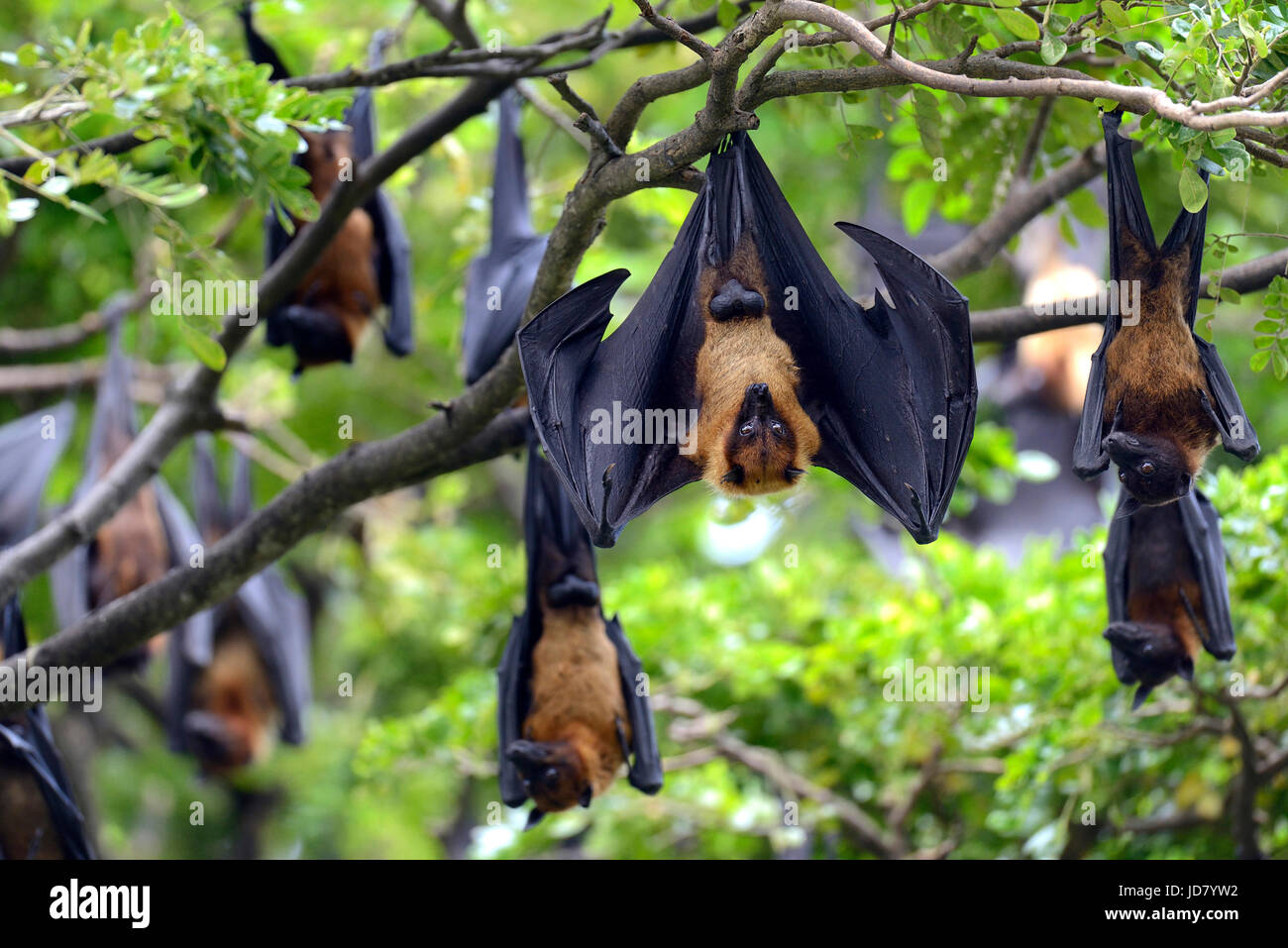 Les renards-volants noir (Pteropus alecto) accroché dans un arbre Banque D'Images