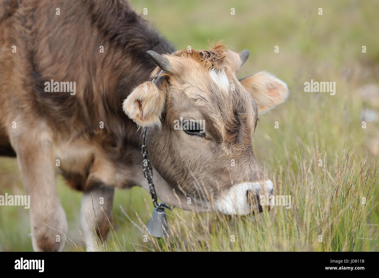 Jeune vache brune en été meadow Banque D'Images