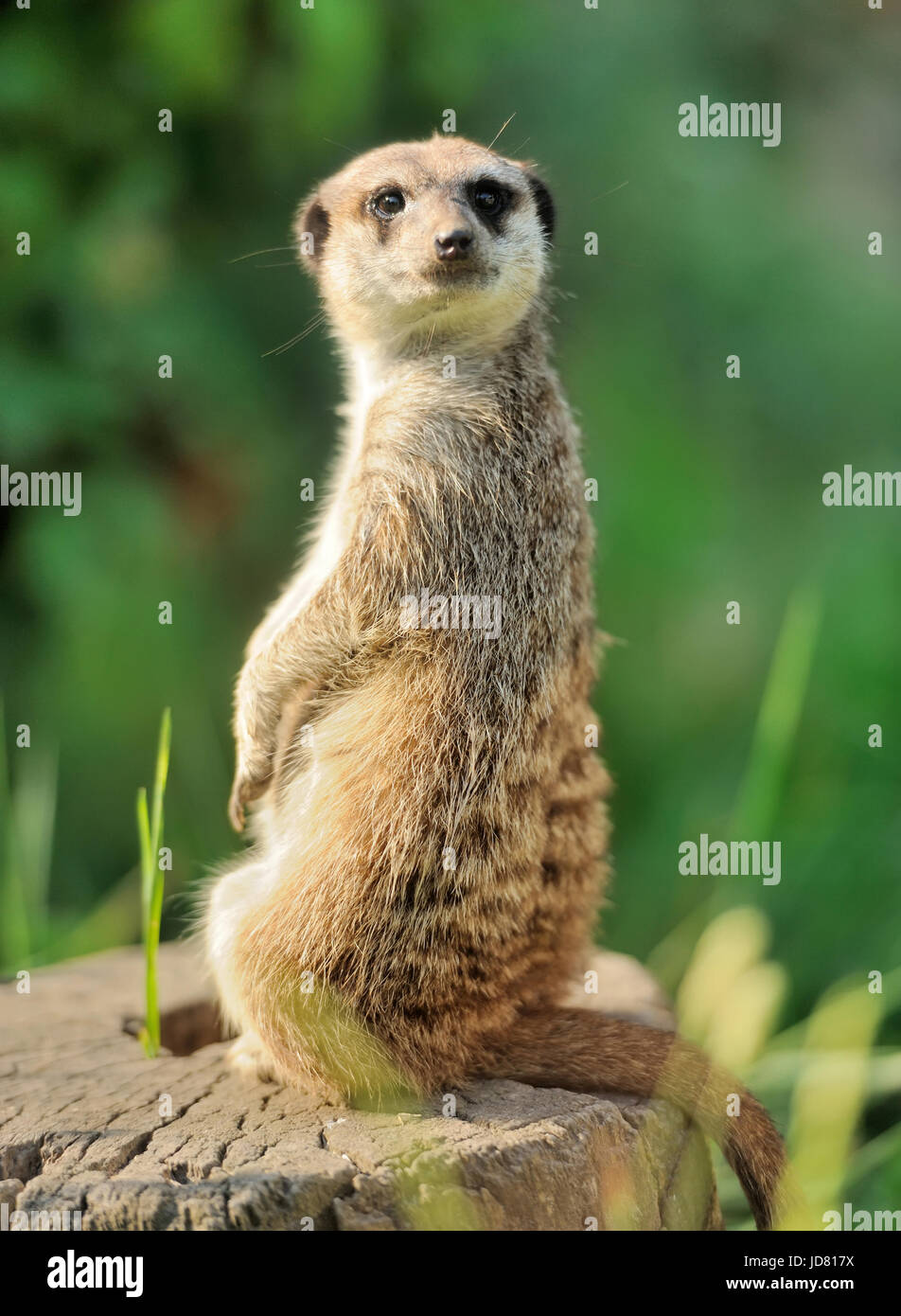 Un meerkat debout et alerte à la Banque D'Images