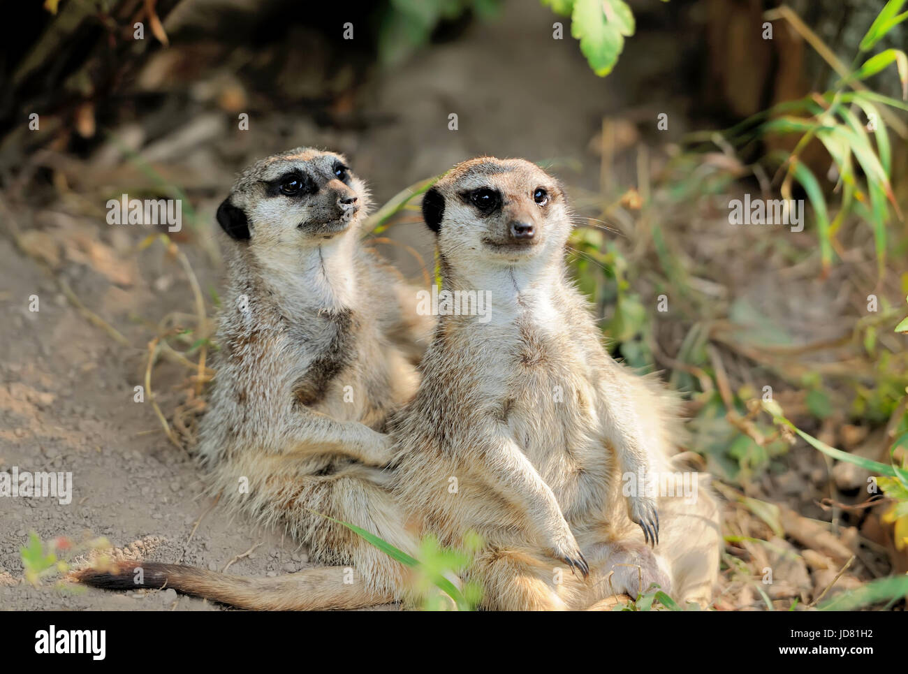 Deux jeunes meerkat alerte à la Banque D'Images