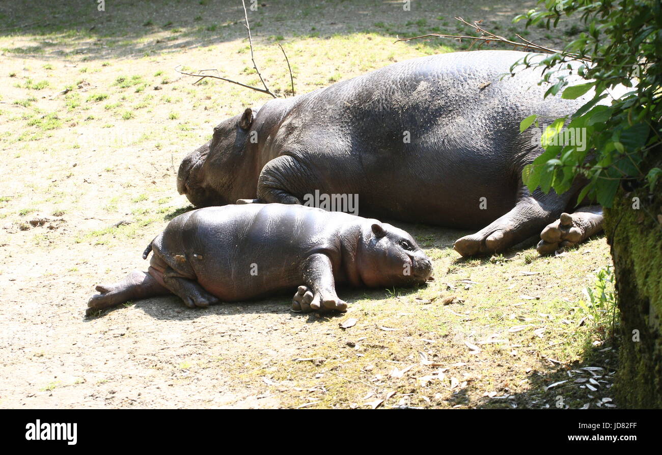 Hippopotames Nains Banque D Image Et Photos Alamy
