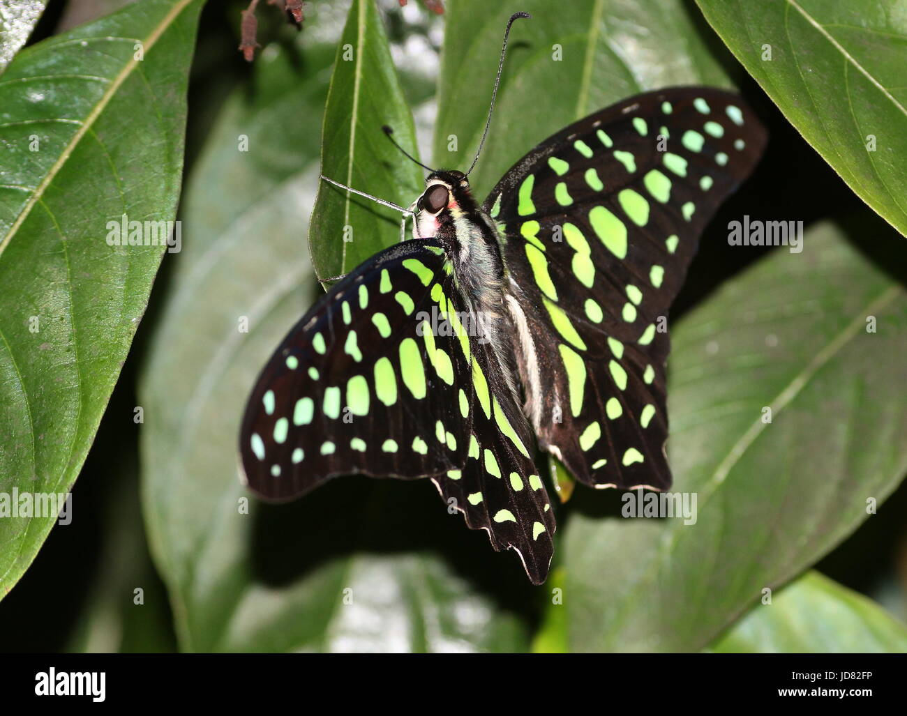 Queue d'Asie du Sud Green Jay Butterfly (Graphium agamemnon) alias Triangle vert ou vert-spotted Triangle. Banque D'Images