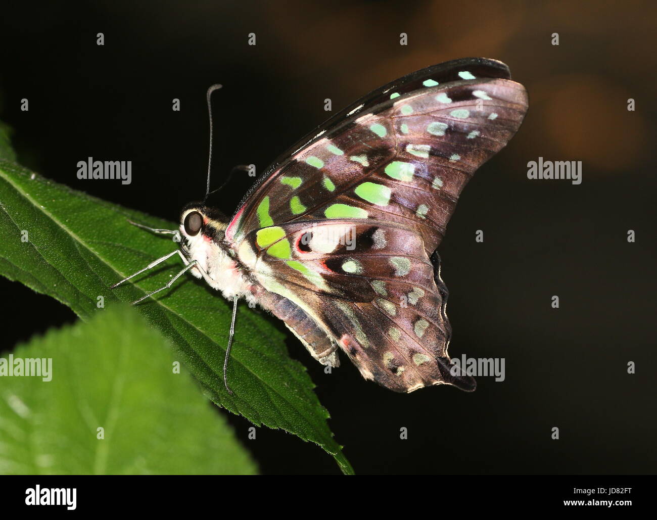 Queue d'Asie du Sud Green Jay Butterfly (Graphium agamemnon) alias Triangle vert ou vert-spotted Triangle. Banque D'Images