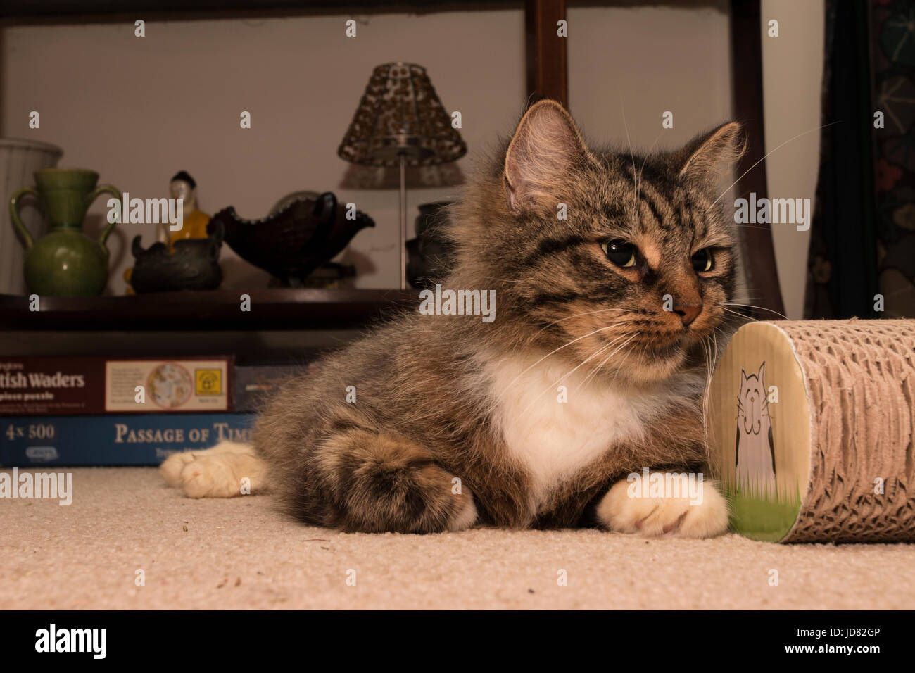 Jeune chat tabby fourrure longue match face sourire sur le logo cat scratcher Banque D'Images