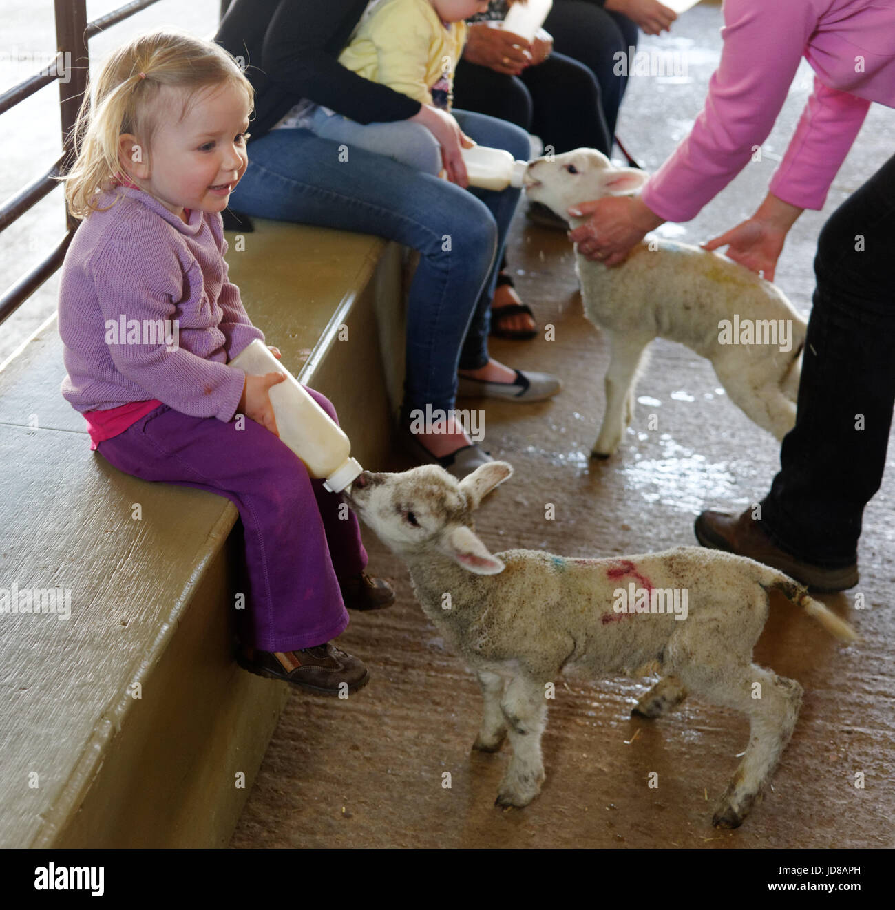 Les jeunes enfants biberon des agneaux à Putlake Adventure ferme près de Swanage dans le Dorset Banque D'Images