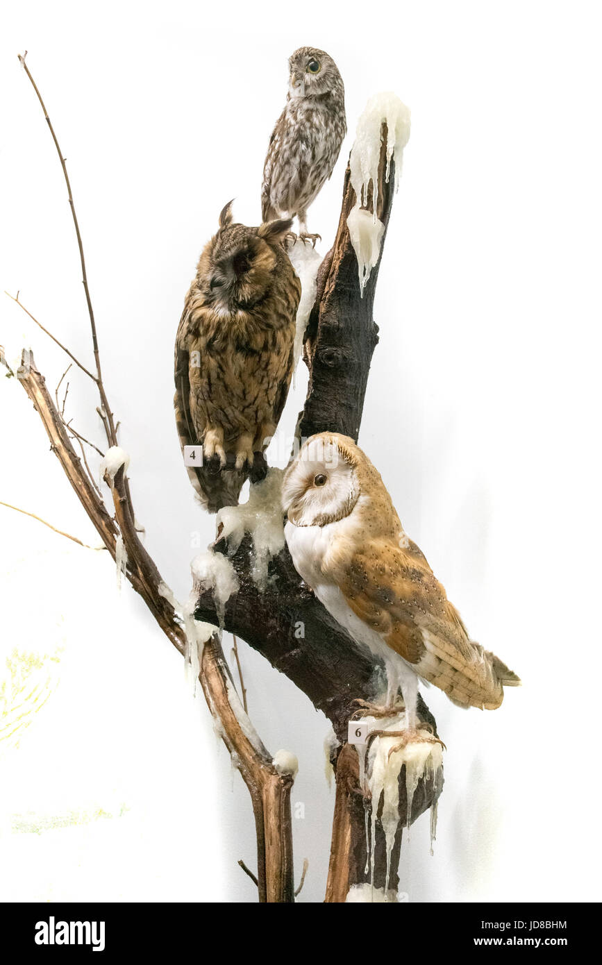 Chouettes en peluche perching on branch contre plain white background, studio shot. animal en peluche couleur isolé photo Banque D'Images