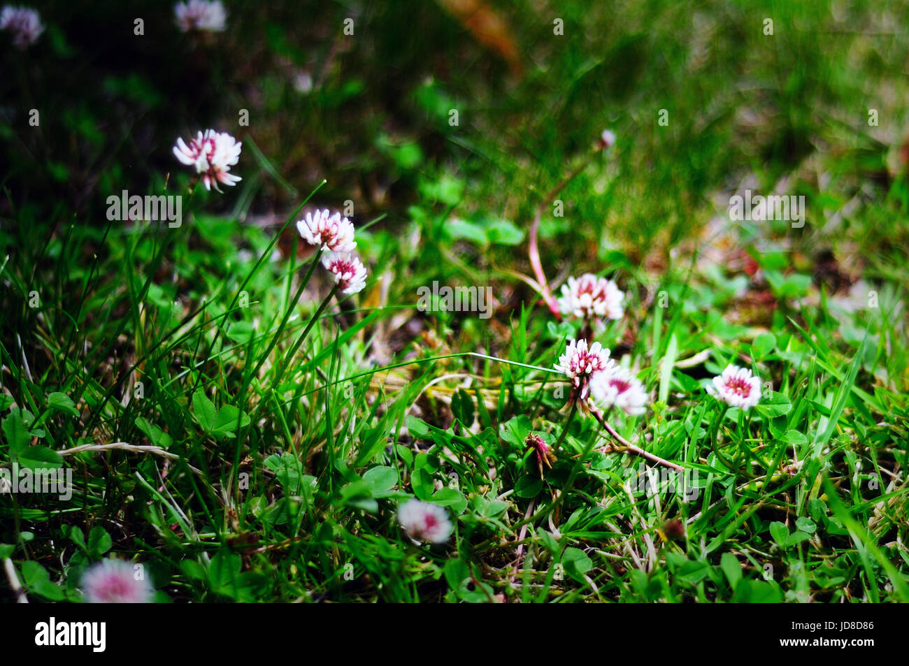 Les mauvaises herbes dans la pelouse Banque D'Images