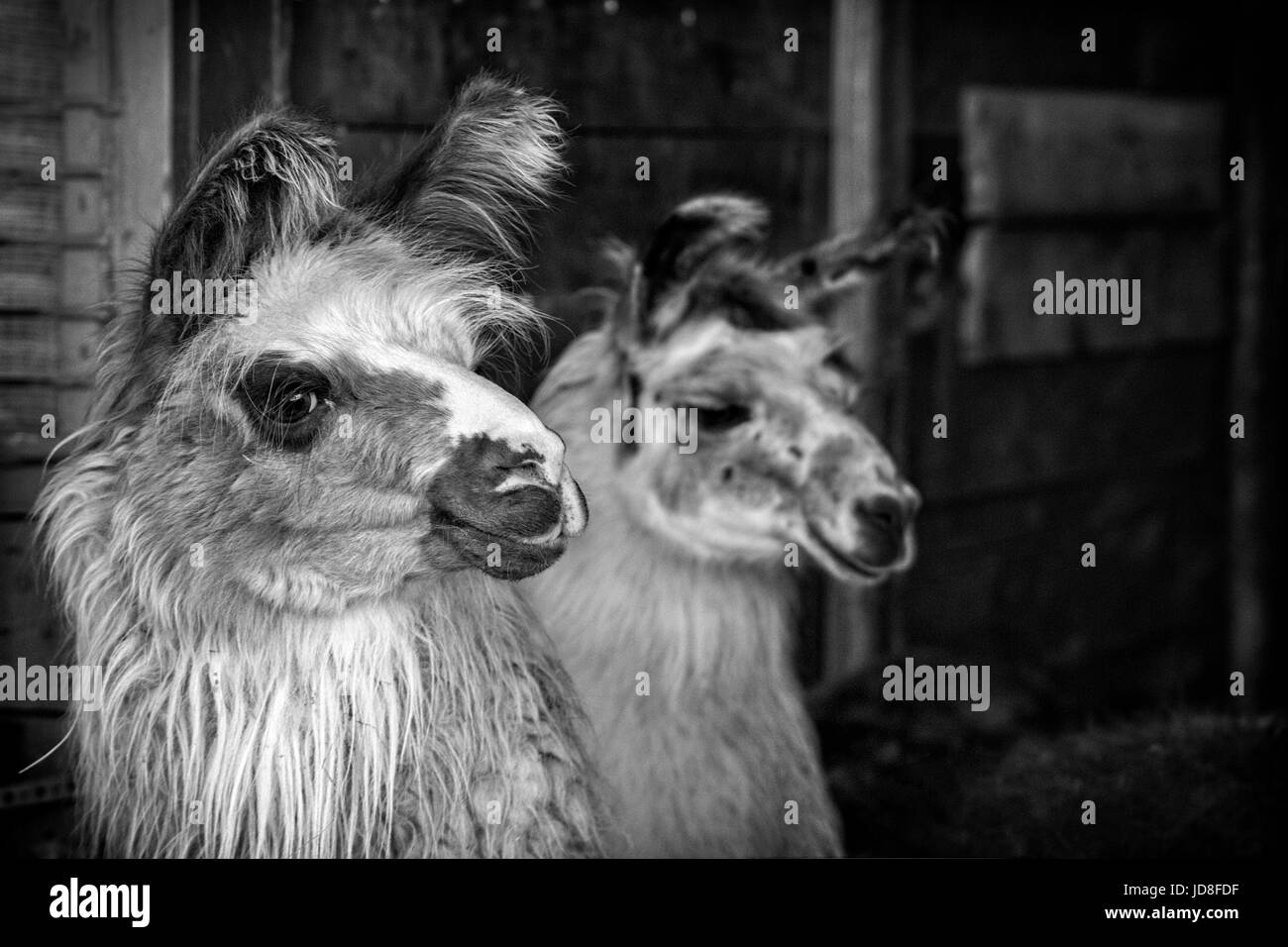 Close-up de deux lamas (Lama glama) Banque D'Images