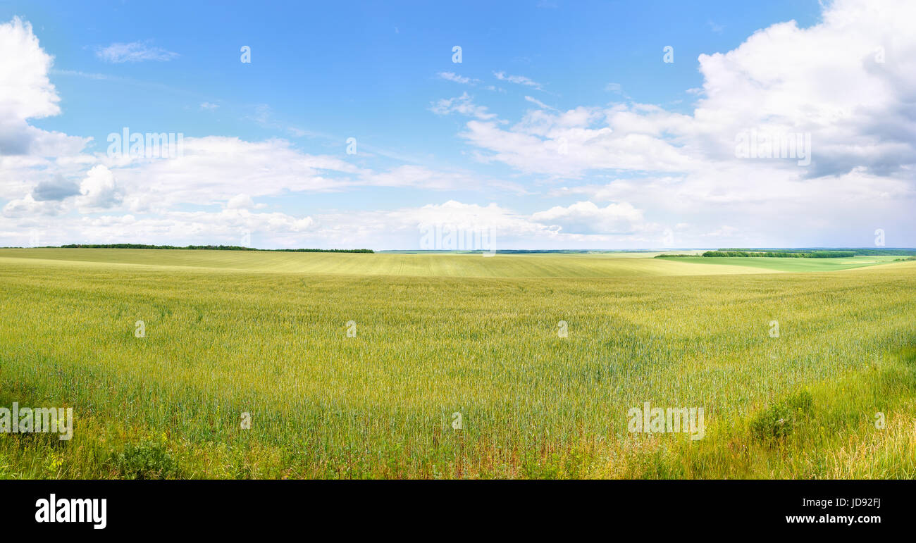 Photo panoramique du champ de blé vert. Paysage d'été. Concept agricole Banque D'Images