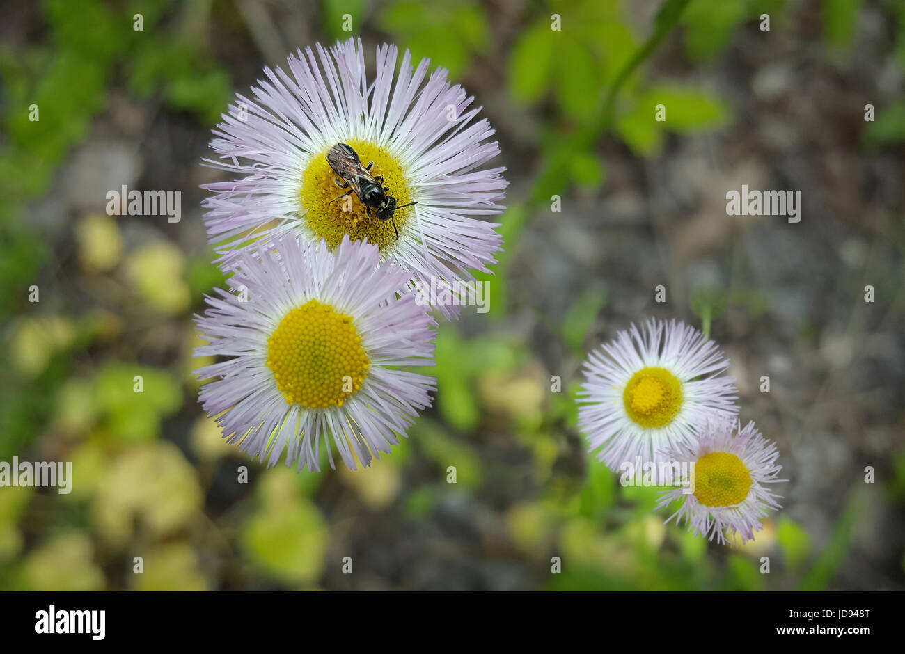 De minuscules fleurs blanches minuscules Ob d'abeilles Banque D'Images