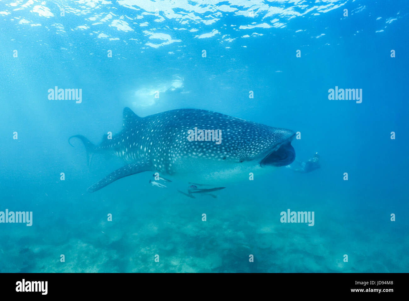 Les animaux de la faune sous-marine. Les animaux sous-marins. Ocean reef coral seafan plongée sous-solfcoral poisson requin-baleine mantaray seiche snapper Banque D'Images