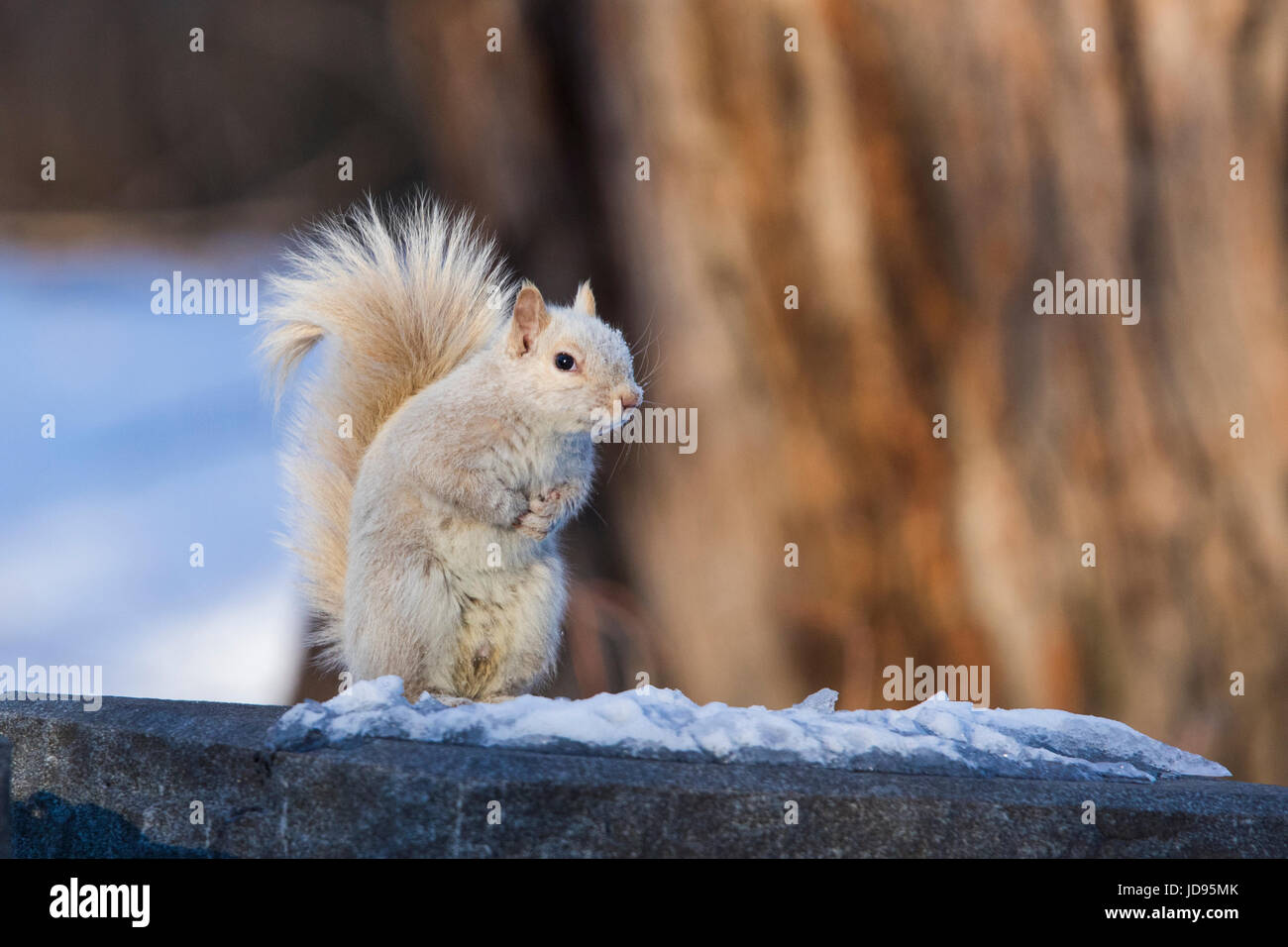 L'écureuil blanc Banque D'Images