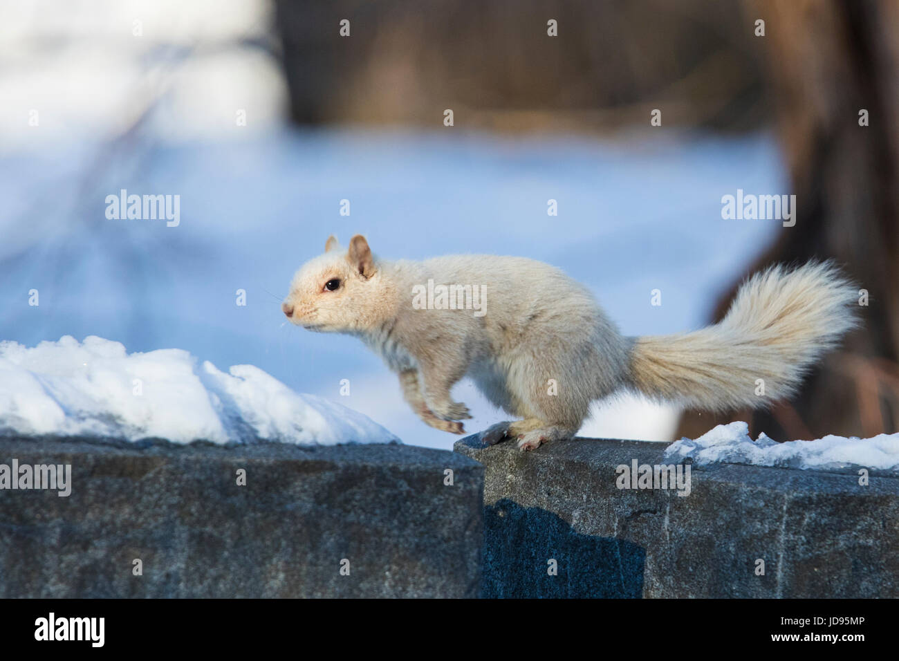 L'écureuil blanc Banque D'Images