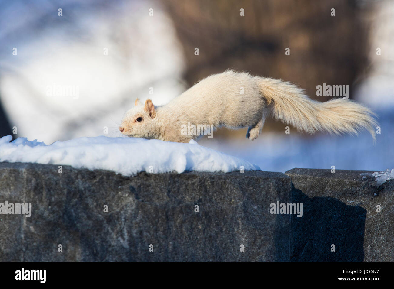 L'écureuil blanc Banque D'Images