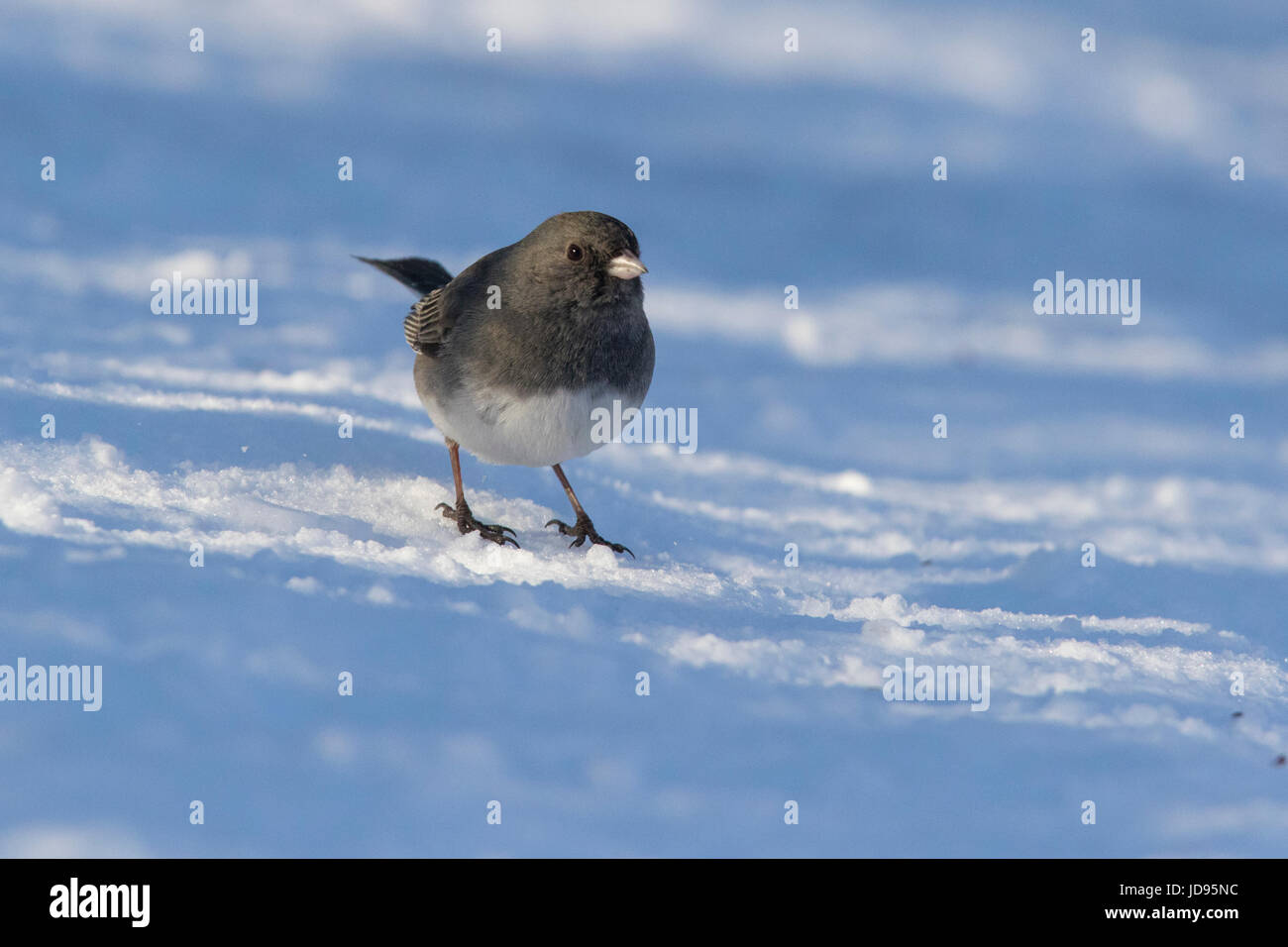 Junco bird en hiver Banque D'Images