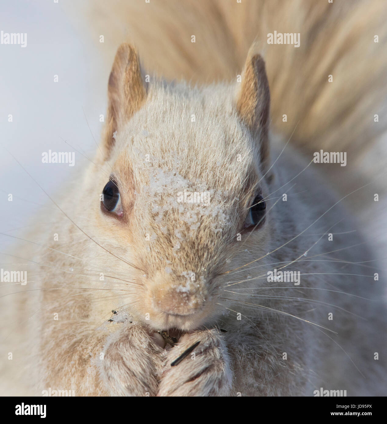 L'écureuil blanc Banque D'Images