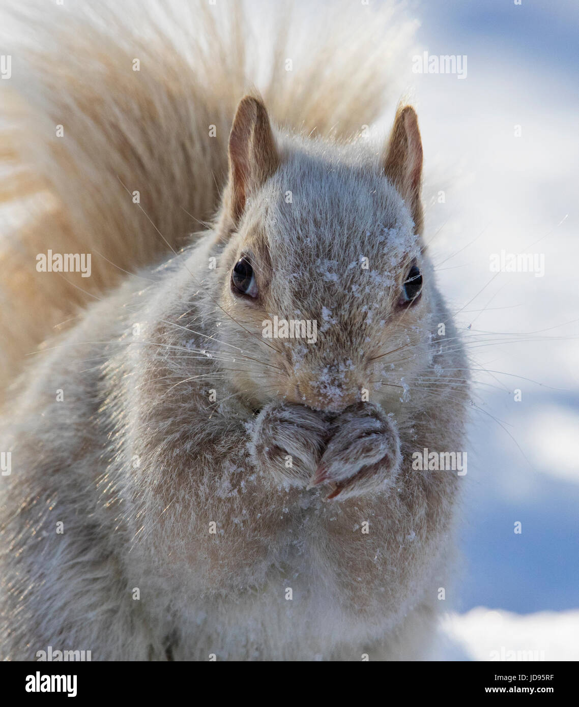 L'écureuil blanc Banque D'Images