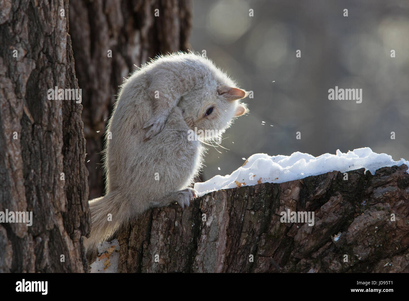 L'écureuil blanc Banque D'Images