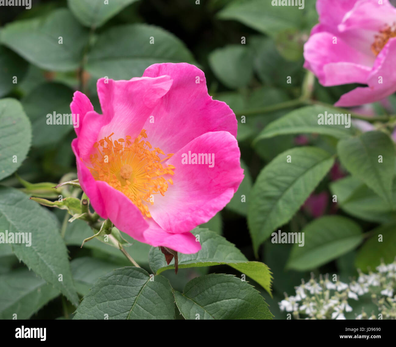 Dog rose rose fleur Banque D'Images