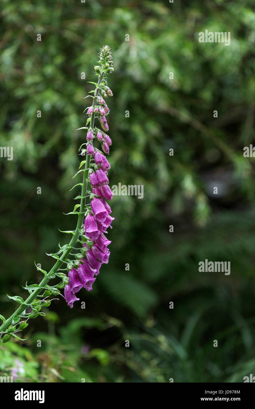 Dans la Digitale commune Jardin Trebah, Cornwall. Digitalis pupurea. Banque D'Images