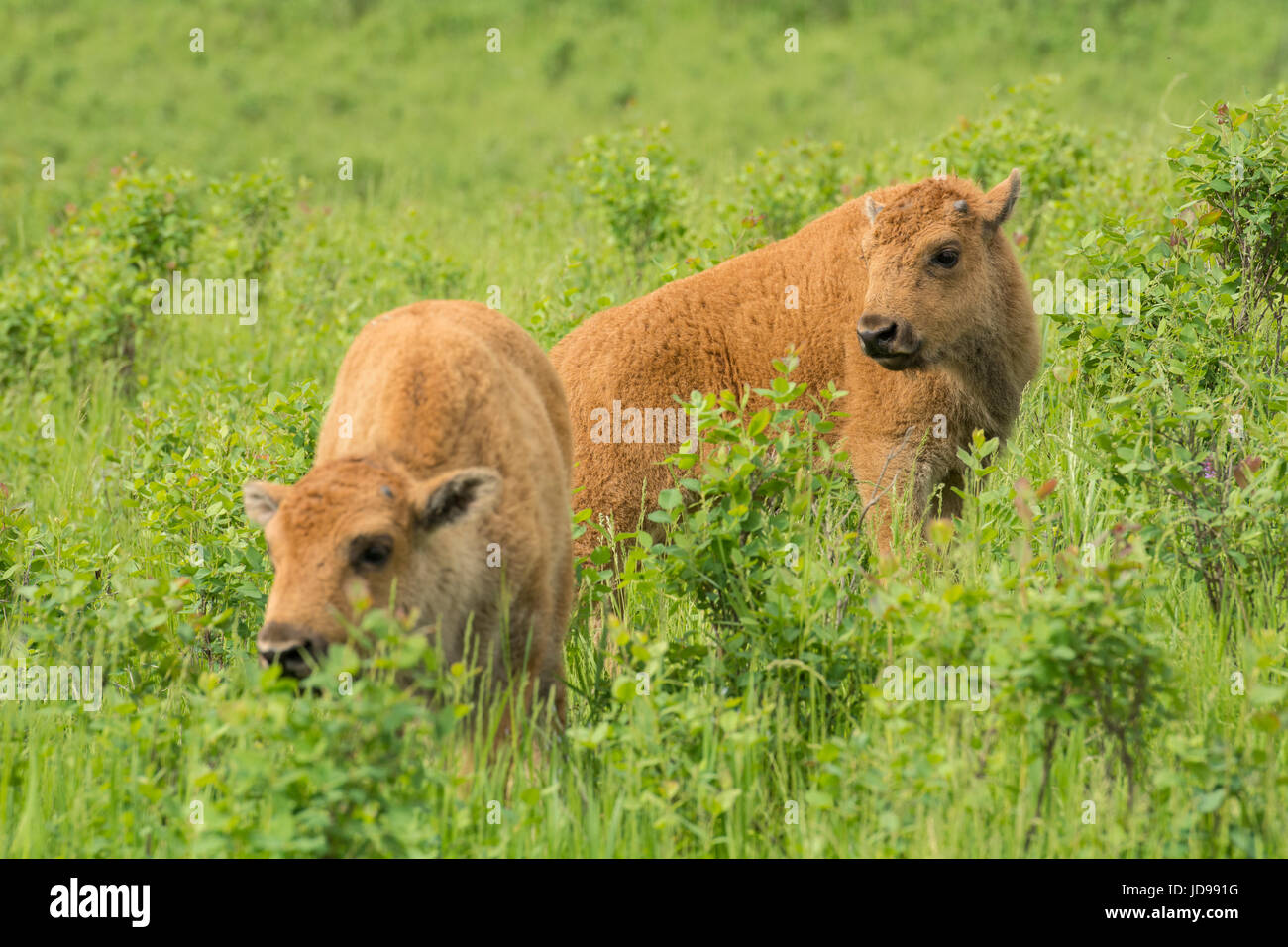 Veau de bison dans le parc national Elk Island, en Alberta, Canada Banque D'Images