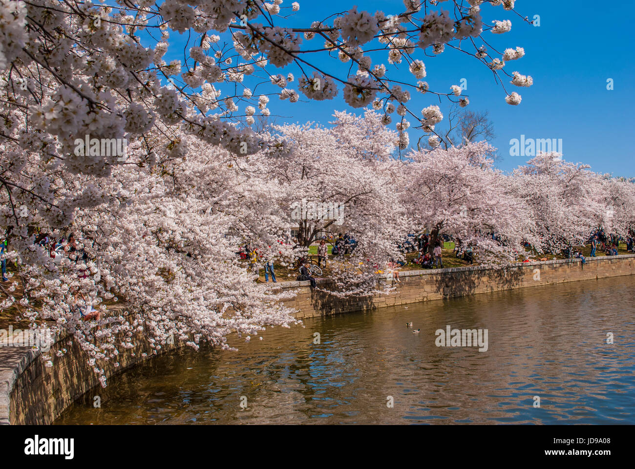 Cerisiers en fleurs au printemps Banque D'Images