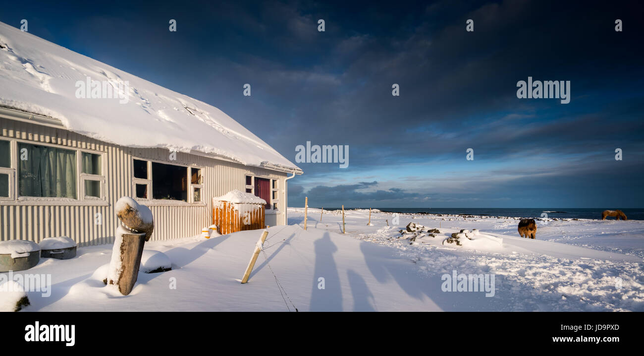 Deux chevaux en cabine dans la neige profonde, l'Islande, l'Europe. Nature de l'Islande 2017 hiver froid Banque D'Images