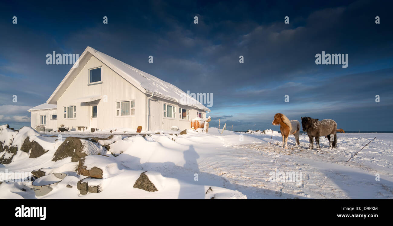 Deux chevaux en cabine dans la neige profonde, l'Islande, l'Europe. Nature de l'Islande 2017 hiver froid Banque D'Images