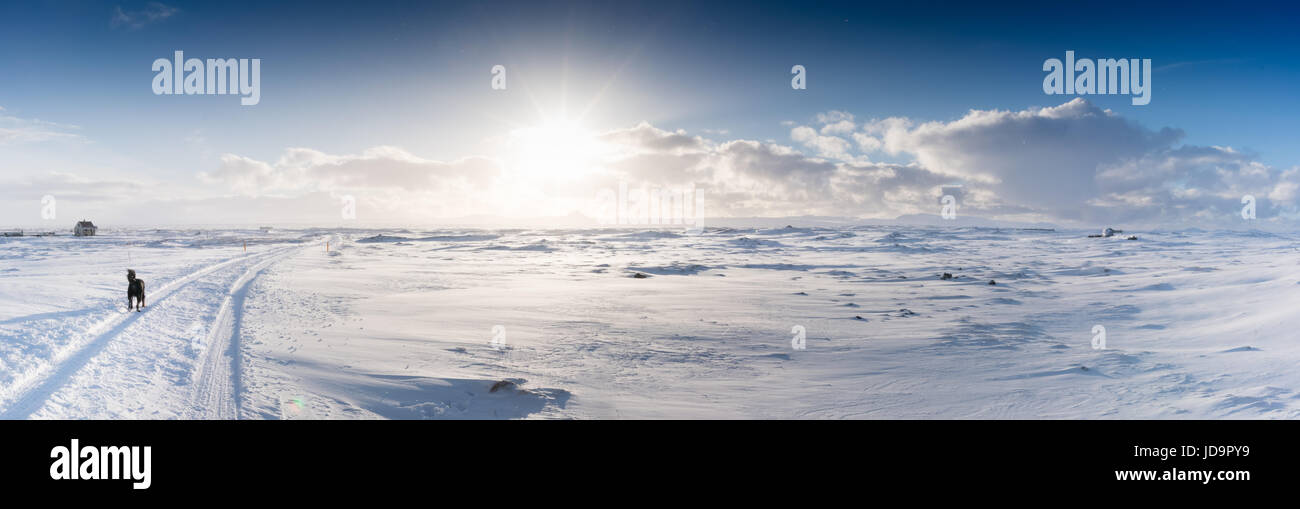 Promenade de chiens par des sentiers des pneus dans la neige paysage, l'Islande, l'Europe. Nature de l'Islande 2017 hiver froid Banque D'Images