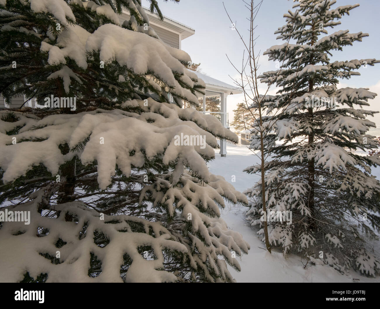 Close-up of snow covered Trees, maison vue derrière des arbres, de l'Ontario, Canada ontario canada hiver froid neige 2017 Banque D'Images