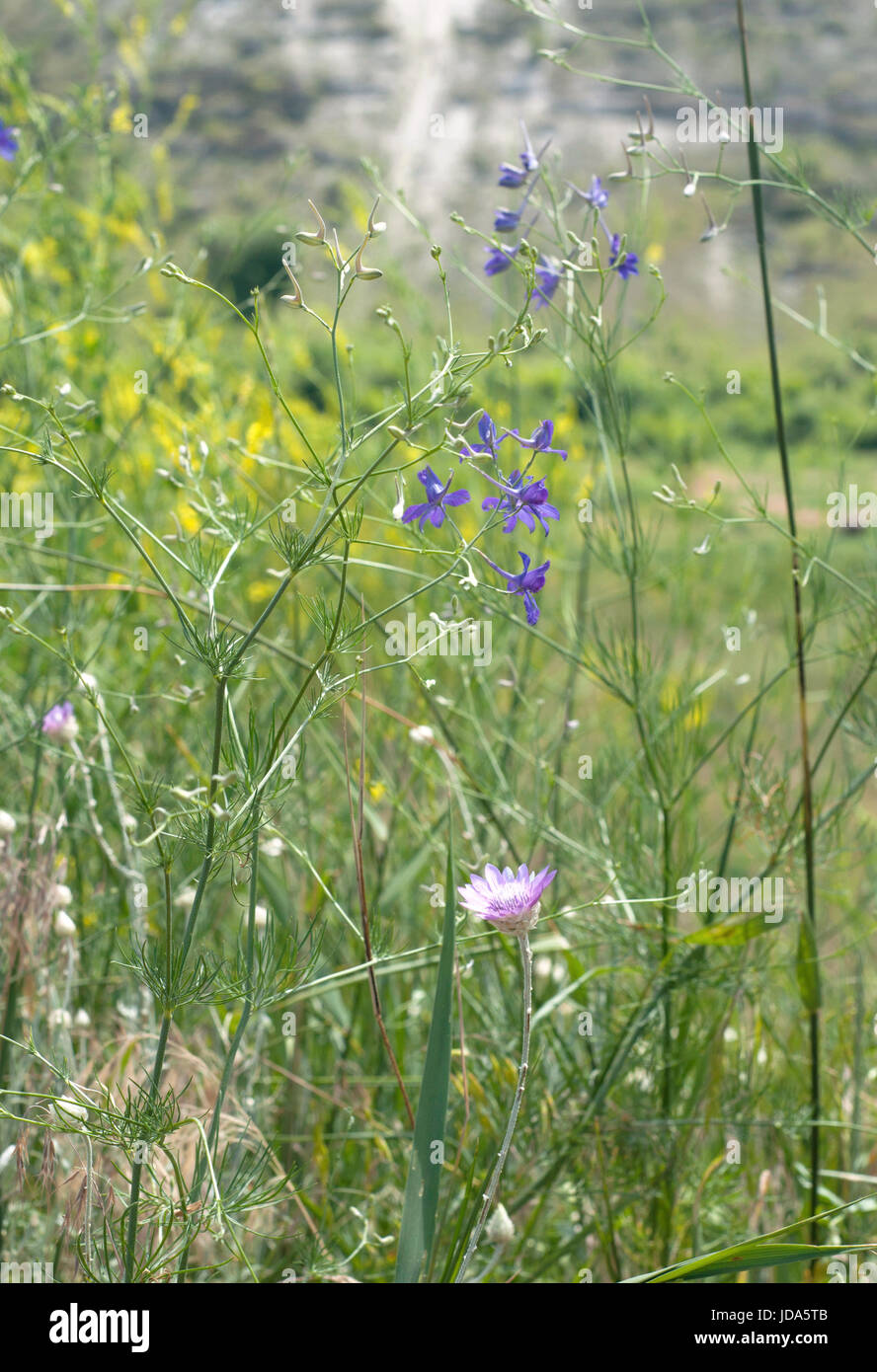 Forking Delphinium consolida regalis) (fleurs bleues, faible profondeur de champ Banque D'Images