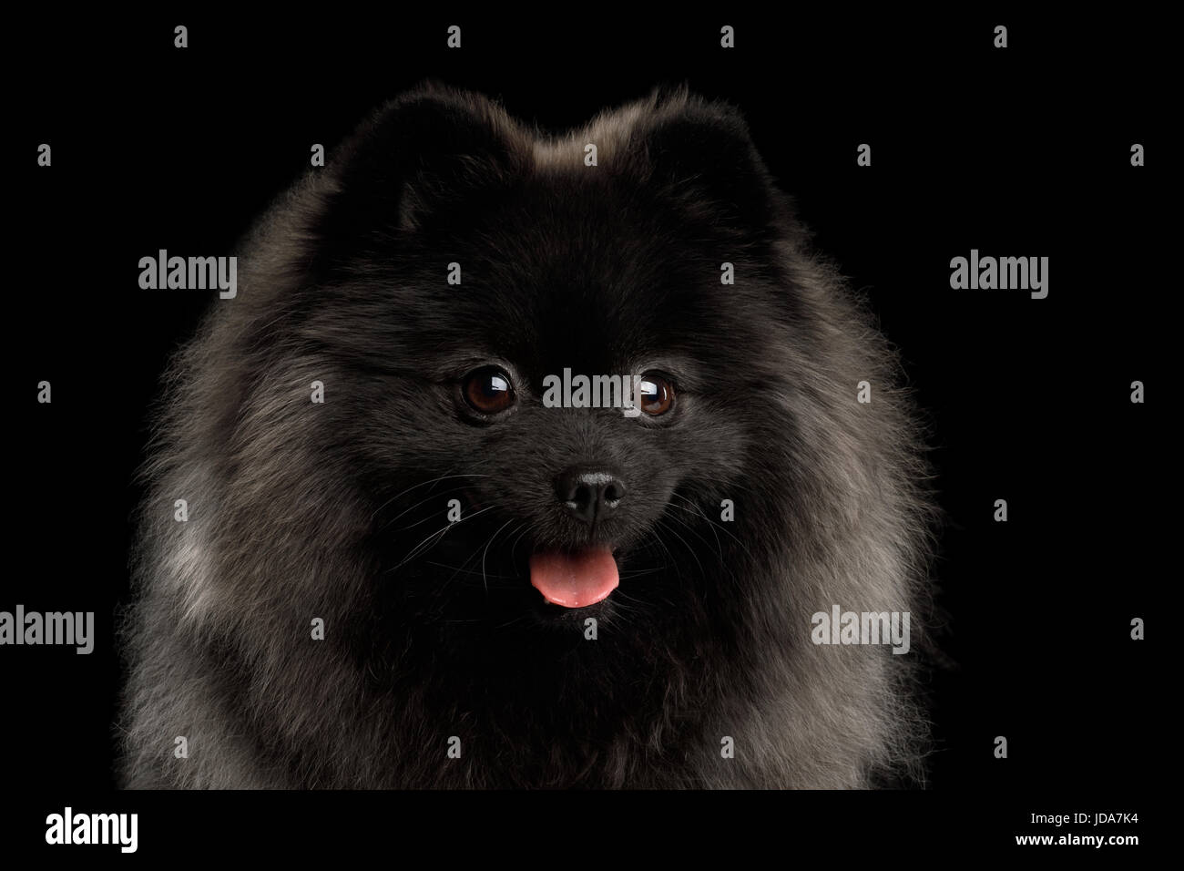 Spitz Pomeranian Dog sur noir Banque D'Images