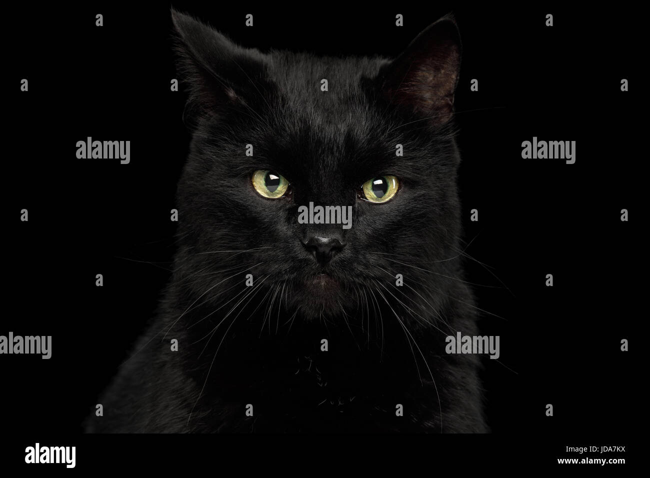 Chat noir sur fond sombre Banque D'Images