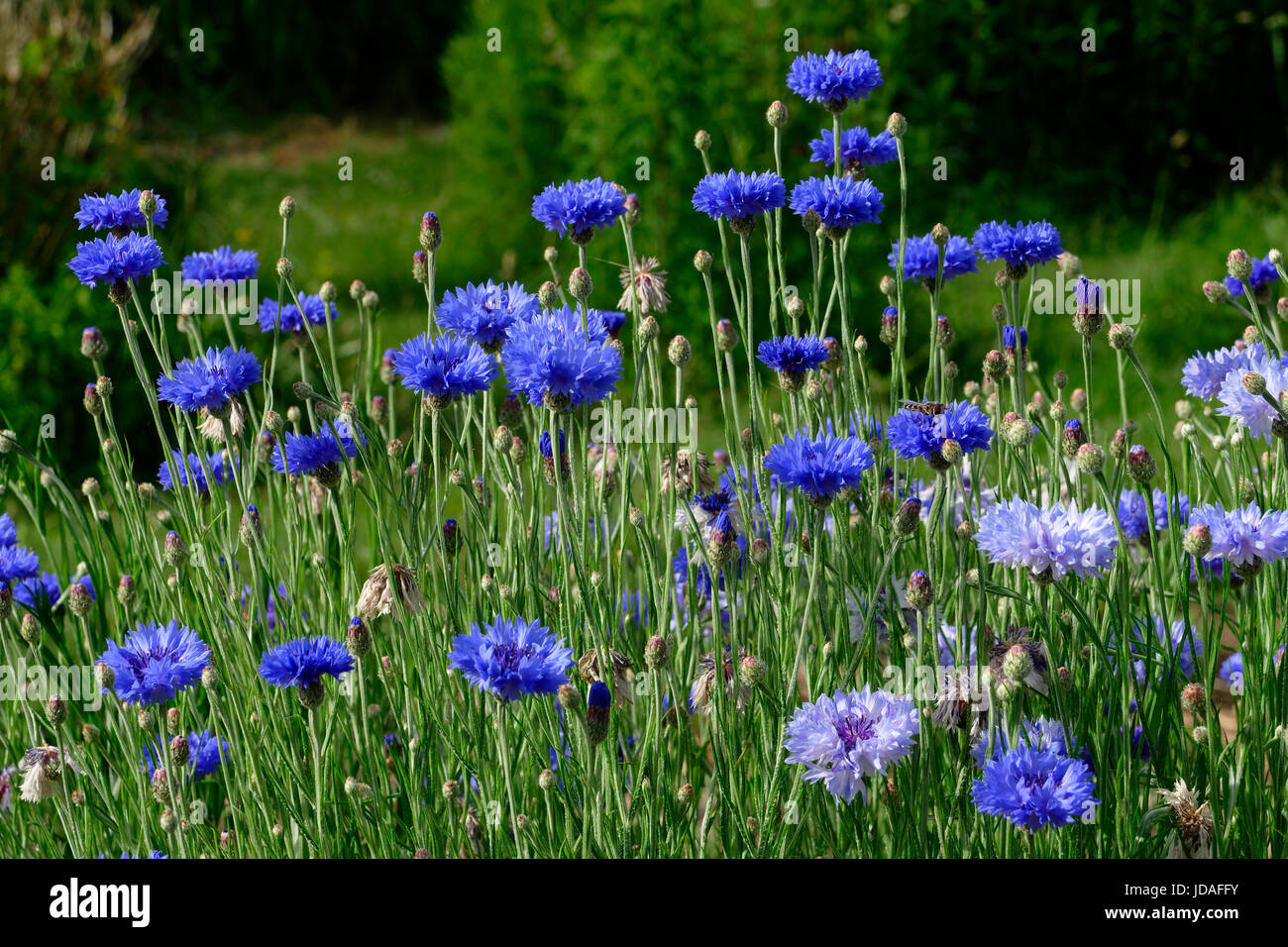 Bleuet (centaurea cyanus). Suzanne à l'potager, Le Pas, Mayenne, France. Banque D'Images