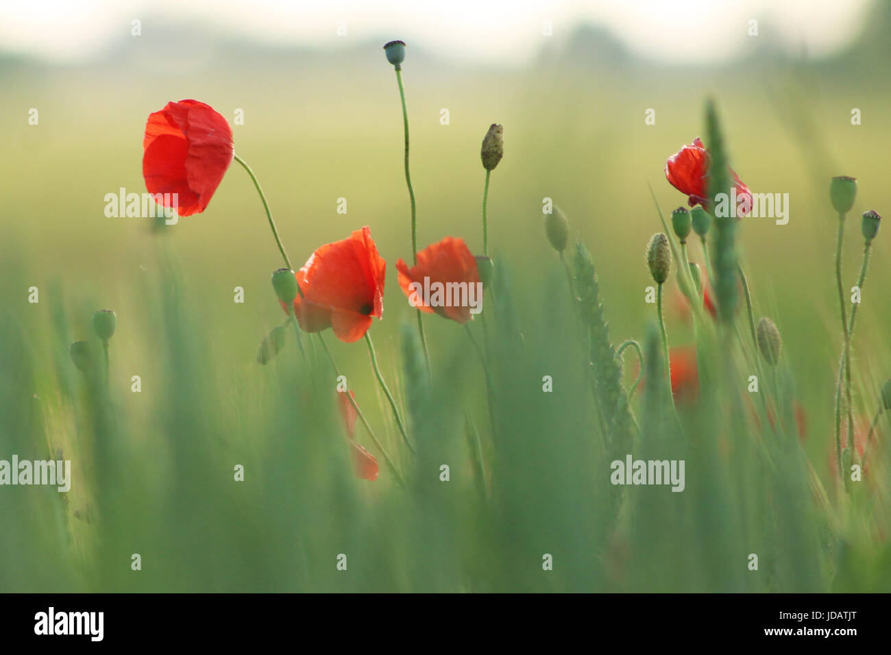 Les coquelicots se rouge sur champ de blé. Blé vert. Ciel bleu Banque D'Images