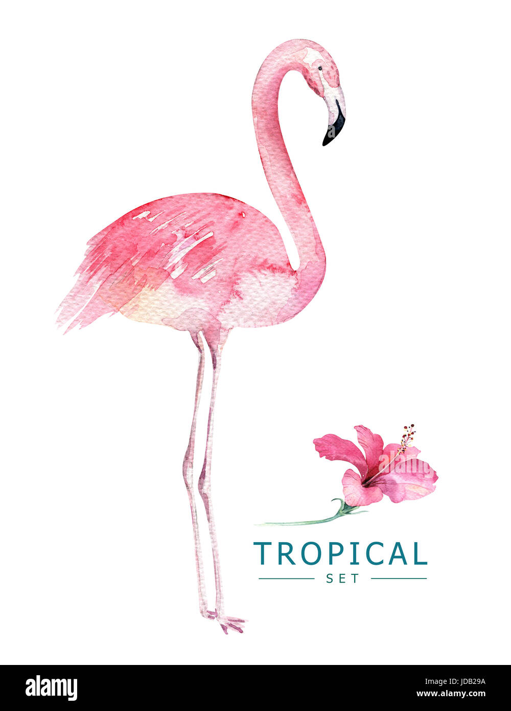 Aquarelle oiseaux tropicaux à la main ensemble de Flamingo. Les illustrations d'oiseaux exotiques rose, arbre de la jungle, le Brésil trendy art. parfait pour le motif du tissu. Aloha Banque D'Images