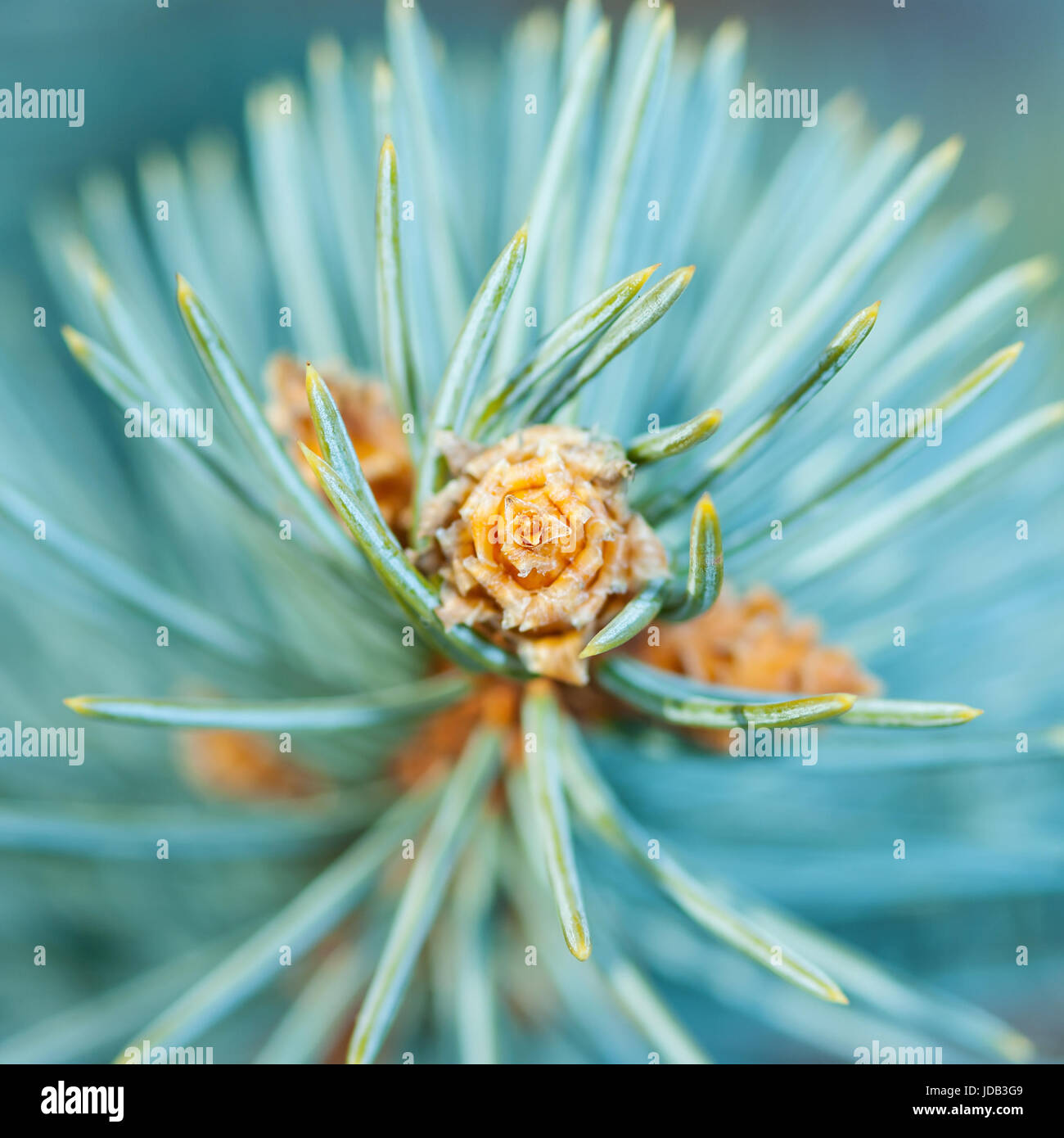 Pousse de sapin bleu Banque D'Images