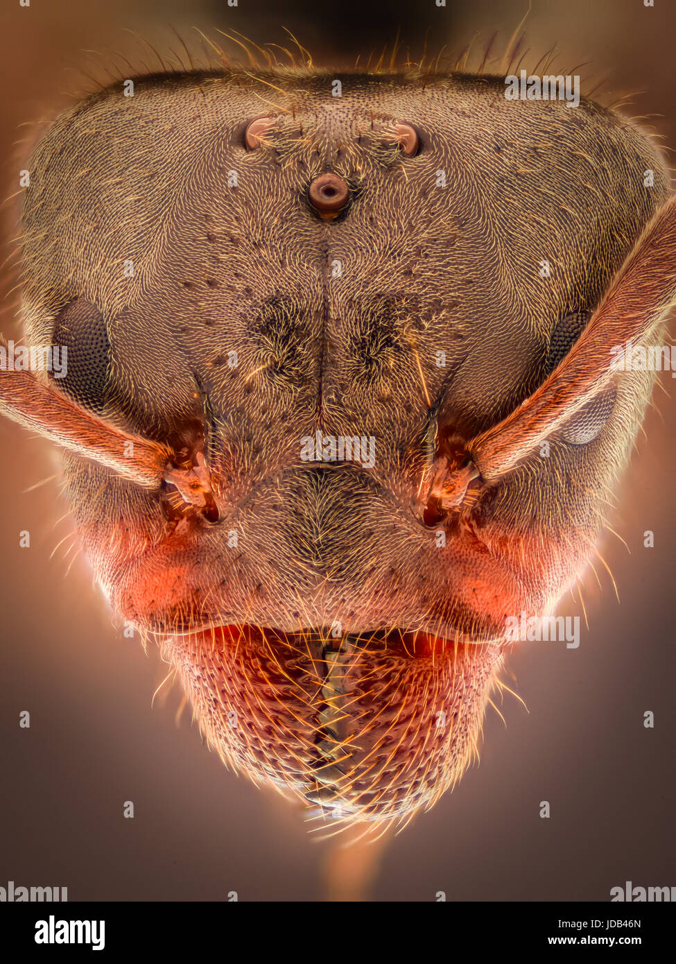Grossissement extrême - Ant head Banque D'Images