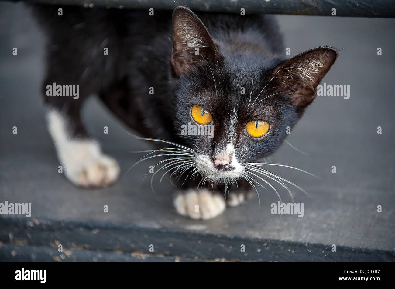 Yeux De Chat Un Chaton Aux Yeux Jaune Vif Regarde La Camera Ses Eleves Rond Noir Changer Lentement A Mince Fente Verticale Les Eleves Pendant Qu Il Marche Plus Photo Stock