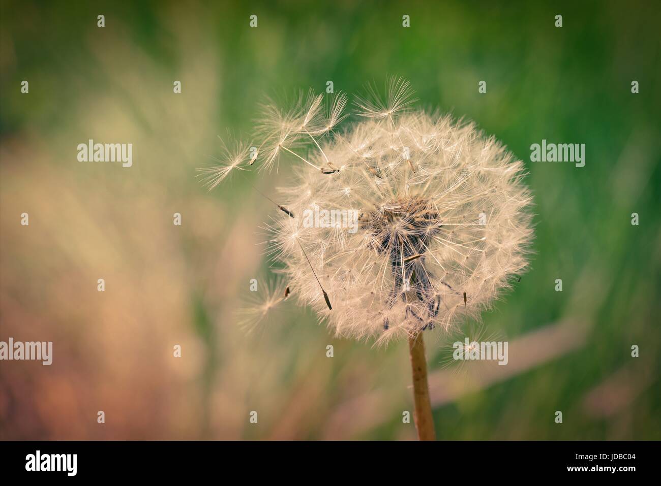 Un pissenlit soufflé sa semence dans le vent Photo Stock - Alamy