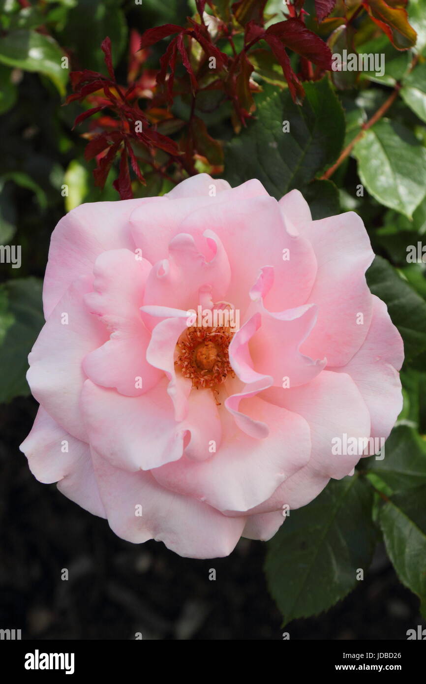 Rosa 'VALENTINE' (dicogle), une floraison parfumée rose floribunda, dans un jardin anglais en été (juin), Banque D'Images