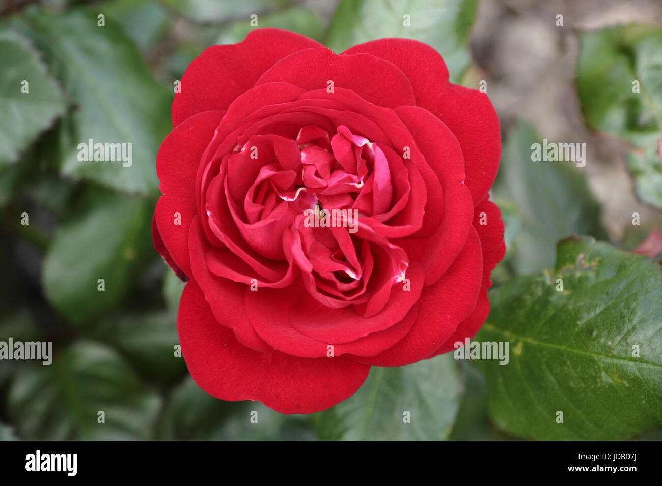 Rosa 'Rose', la fois floribinda, la floraison dans la frontière d'un jardin anglais en été (juin) Banque D'Images