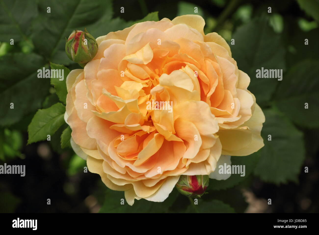 Rosa 'Golden Celebration', un parfum de rose anglaise en pleine floraison dans un jardin anglais en été (juin), Banque D'Images