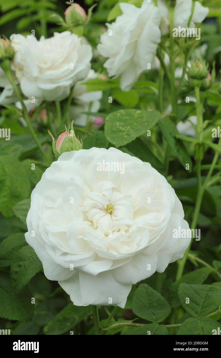 Rosa 'Madame Zoetmans', une ancienne variété, parfumé, damask rose, en pleine floraison dans un jardin anglais en juin, UK Banque D'Images